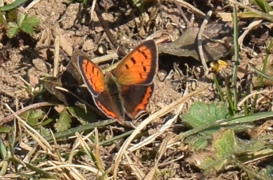 Lycaena phlaeas (Lycaenidae)